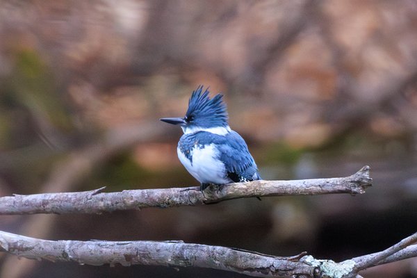 Belted Kingfisher