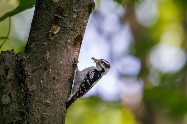 Downy Woodpecker