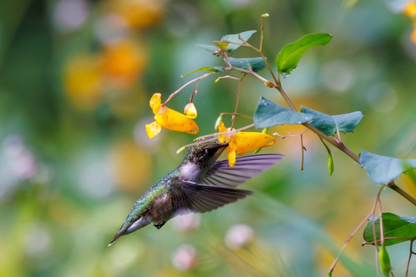Ruby-throated Hummingbird