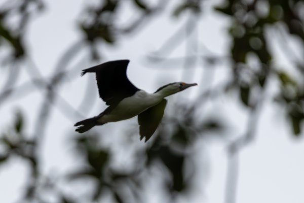 Little Pied Cormorant