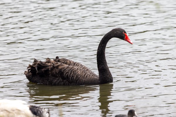 Black Swan