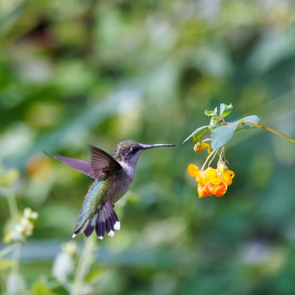 Ruby-throated Hummingbird