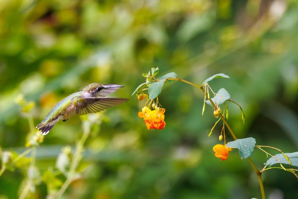 Ruby-throated Hummingbird