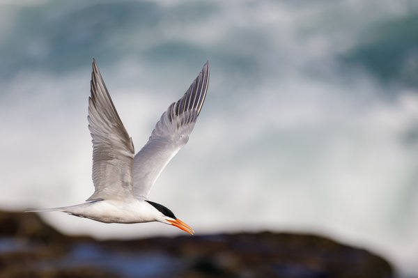 Elegant Tern