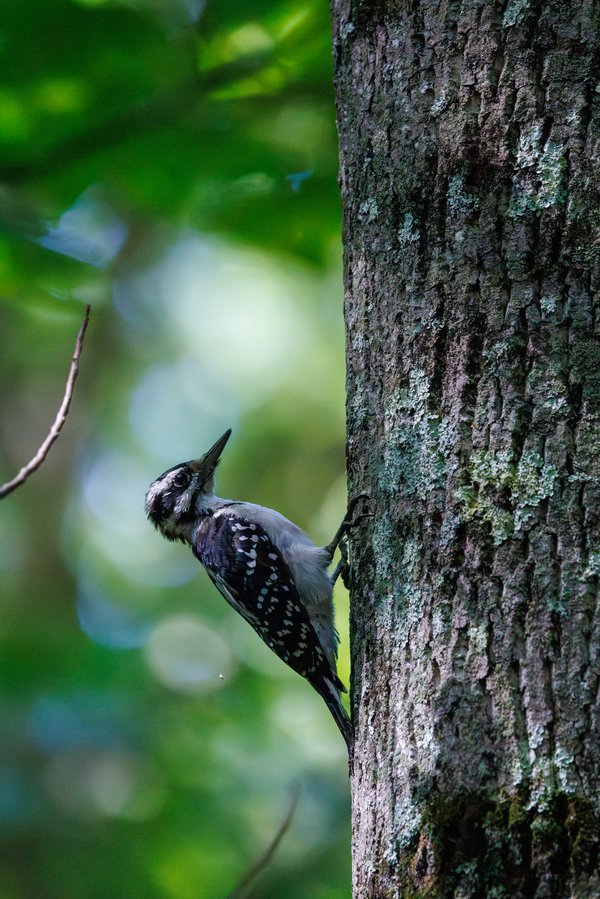 Downy Woodpecker