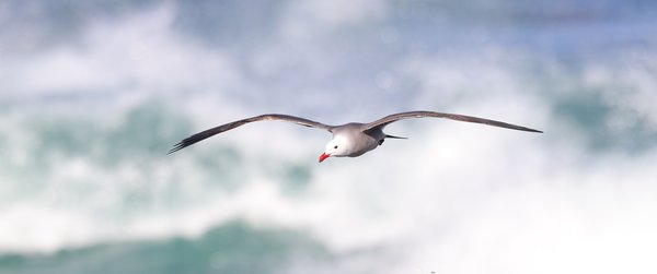 Heermann's Gull
