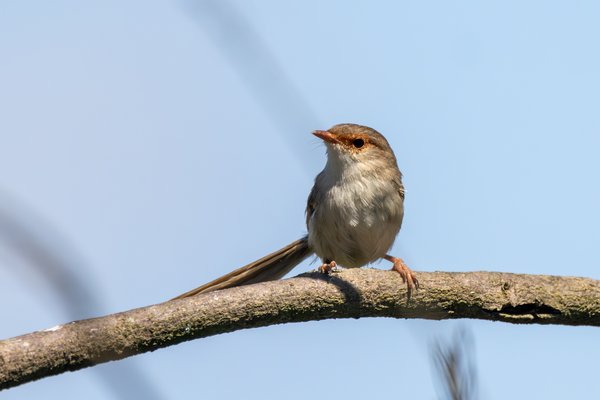 Superb Fairywren