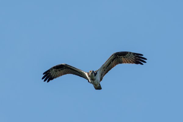 Osprey