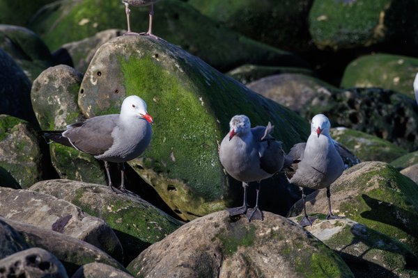 Heermann's Gull