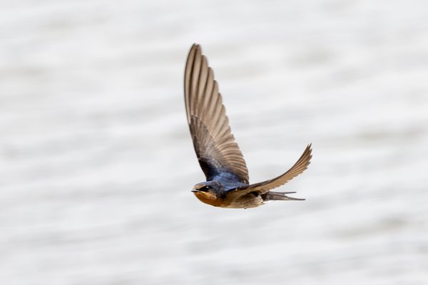 Welcome Swallow