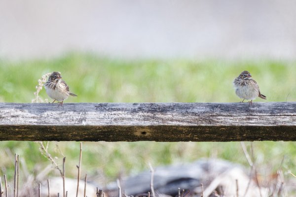 Vesper Sparrow