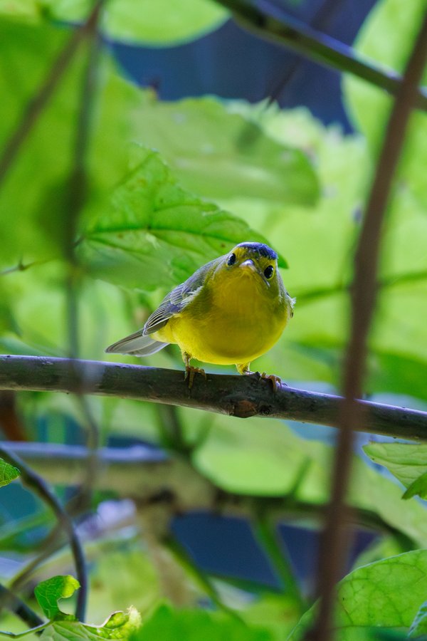 Wilson's Warbler