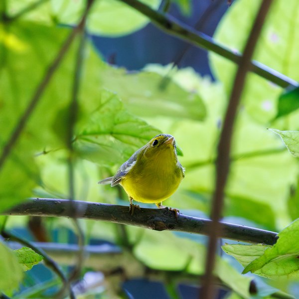 Wilson's Warbler