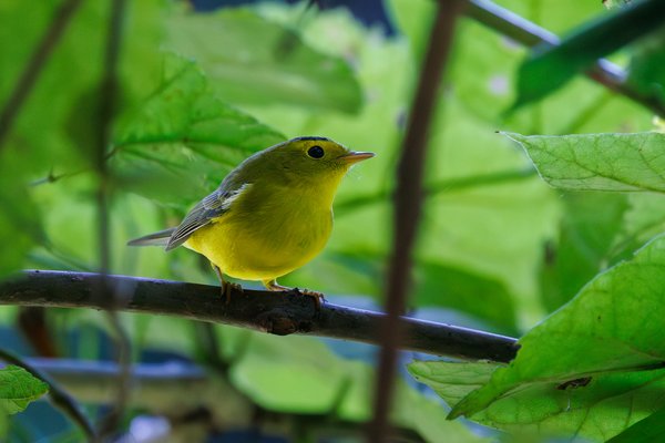 Wilson's Warbler