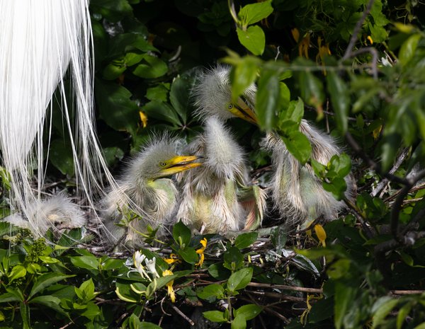 Great Egret