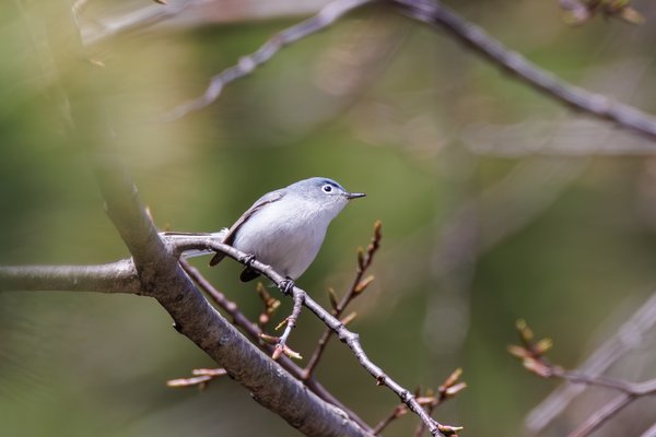 Songbirds