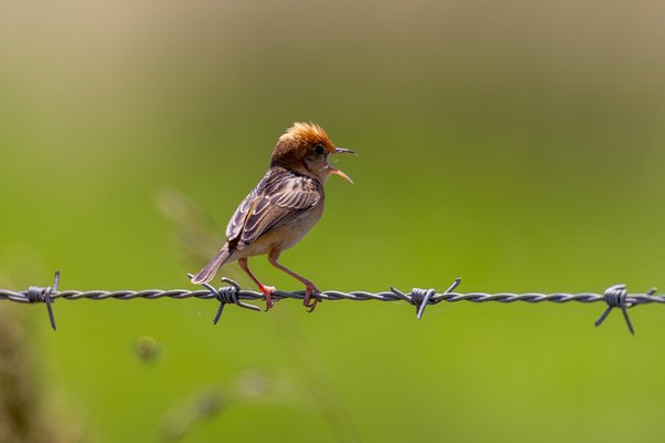 Golden-headed Cisticola