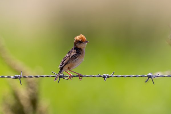 Golden-headed Cisticola