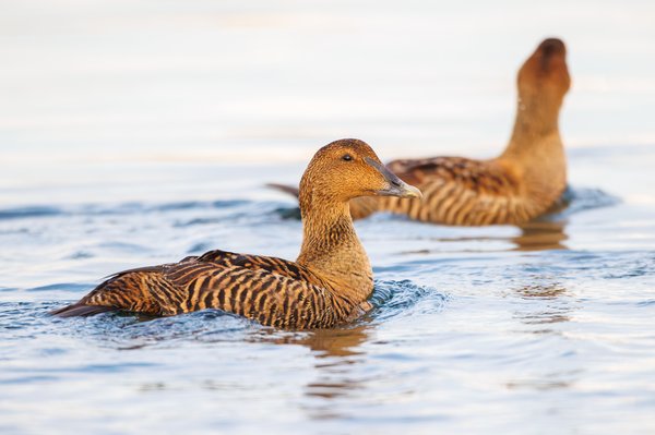 Common Eider