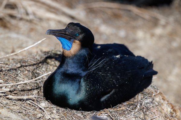 Brandt's Cormorant