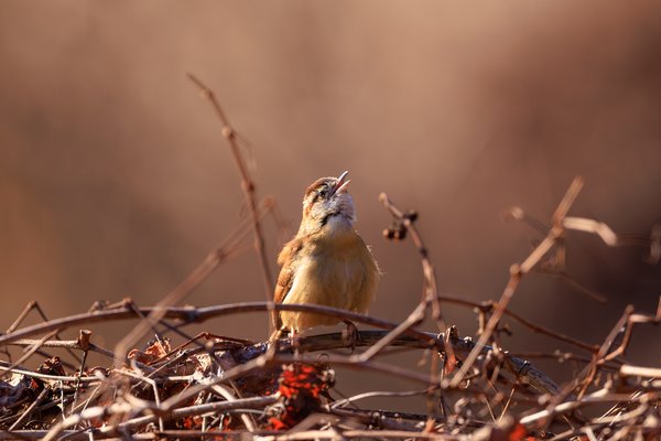 Carolina Wren