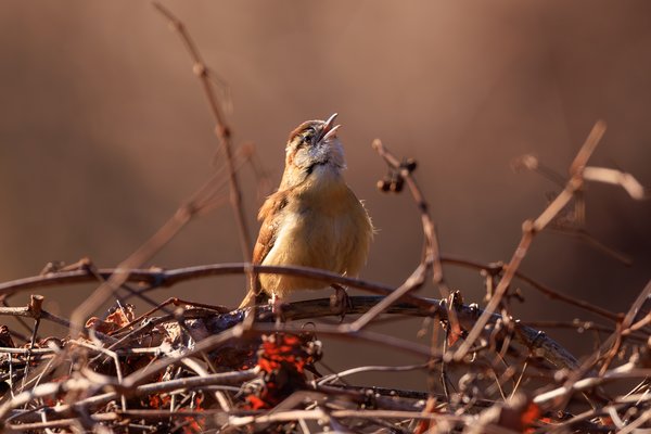 Carolina Wren