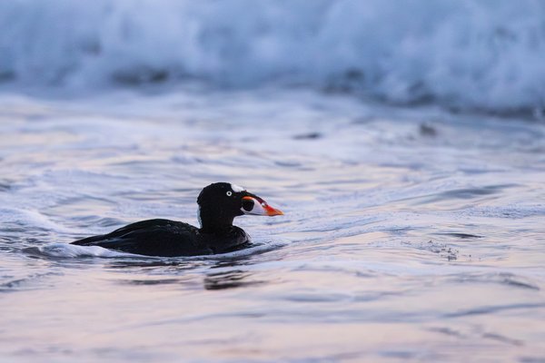 Surf Scoter