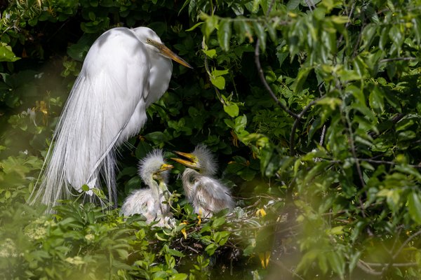 Great Egret
