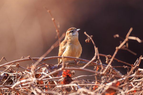 Carolina Wren