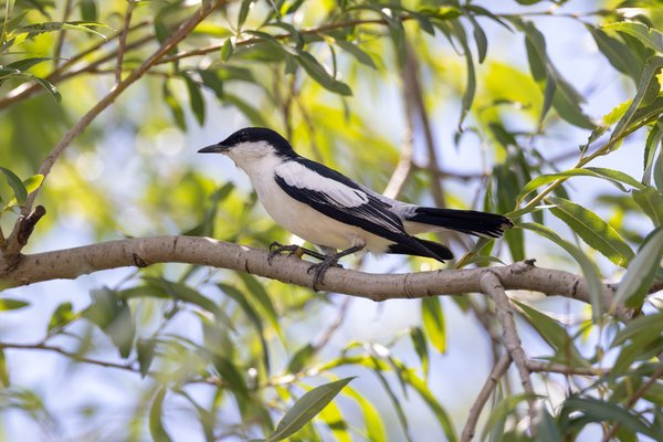 Pied Butcherbird