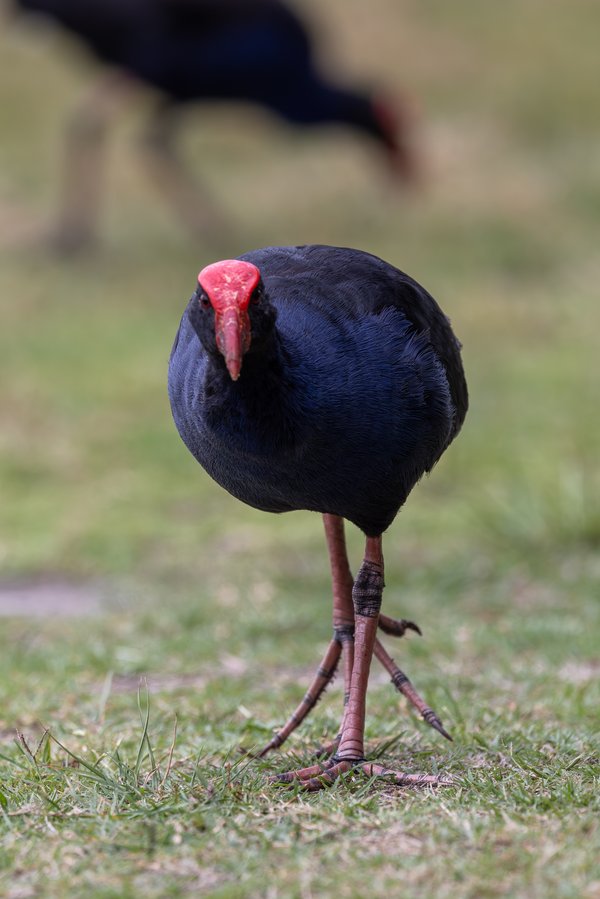 Australasian Swamphen