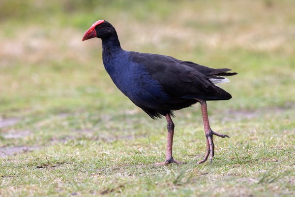 Australasian Swamphen