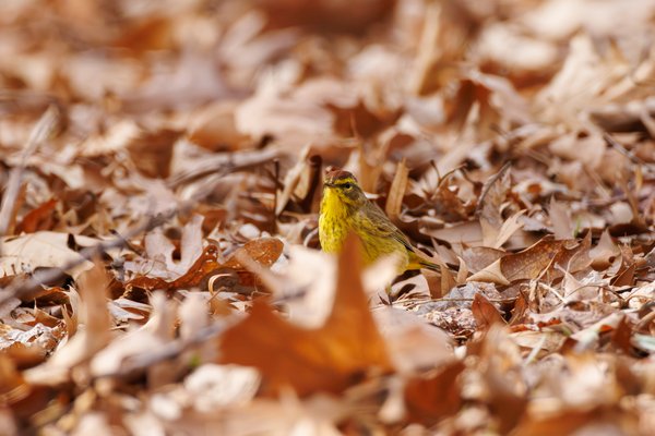Palm Warbler