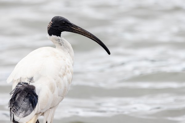 Australian White Ibis