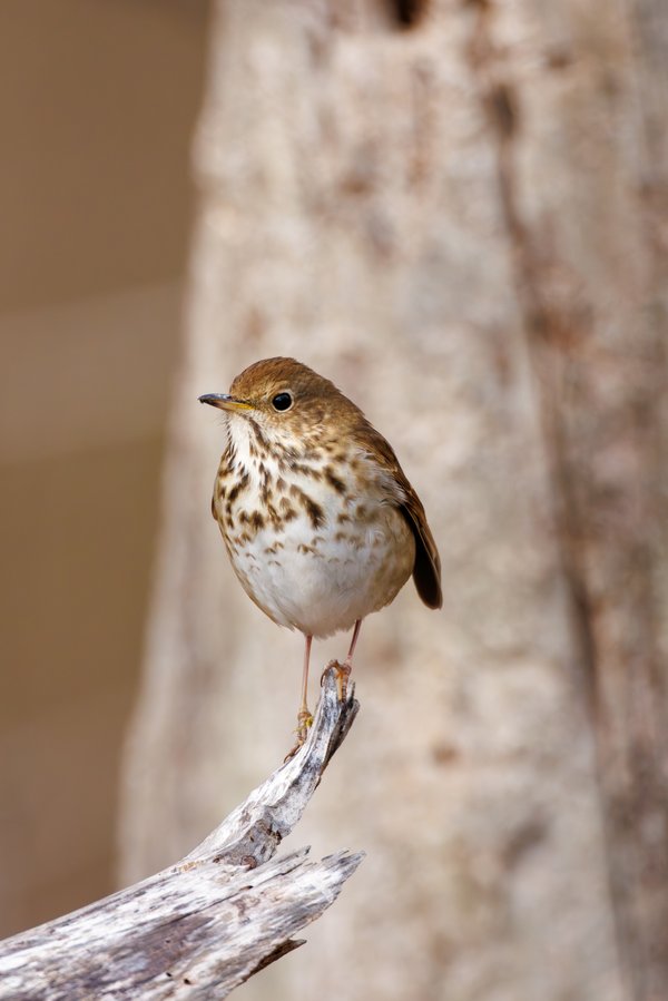 Hermit Thrush