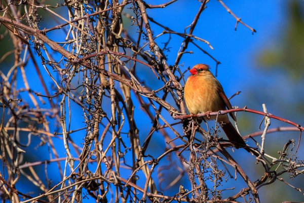 Northern Cardinal
