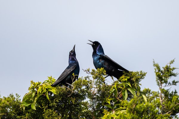 Boat-tailed Grackle