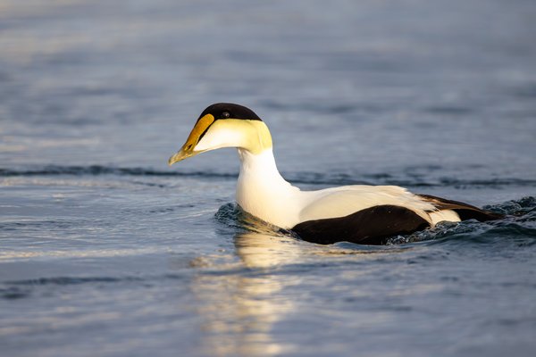 Common Eider