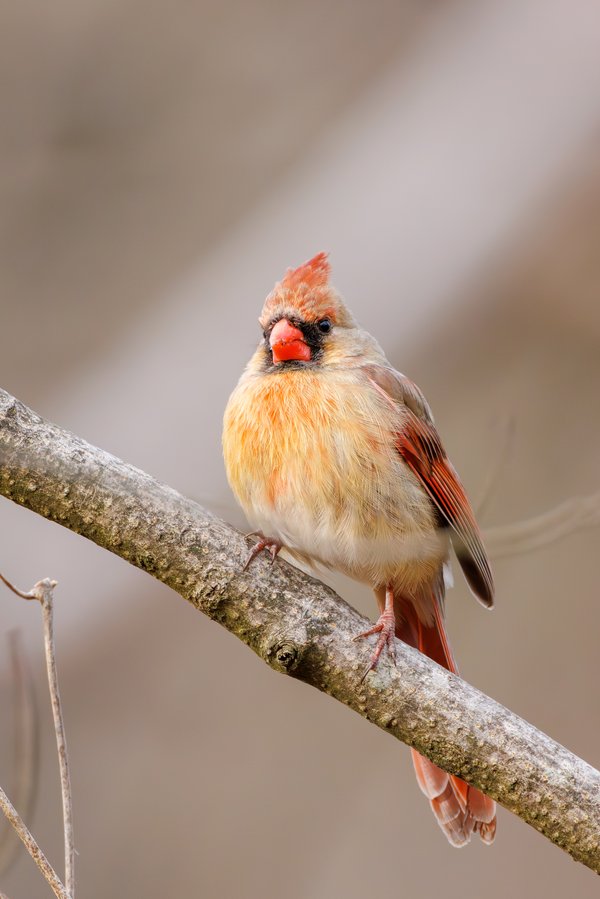 Northern Cardinal