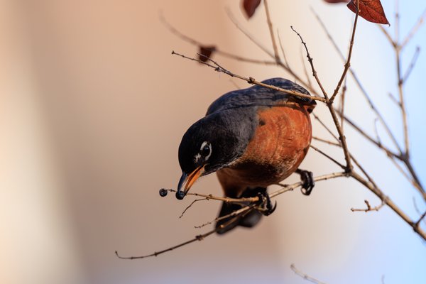 American Robin