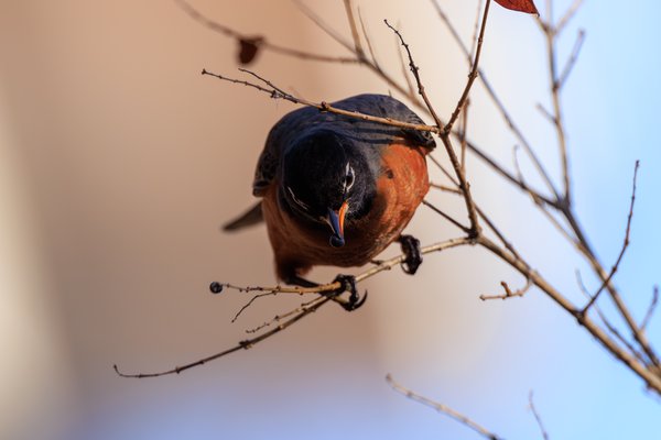 American Robin