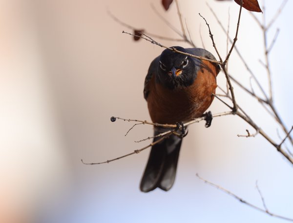 American Robin