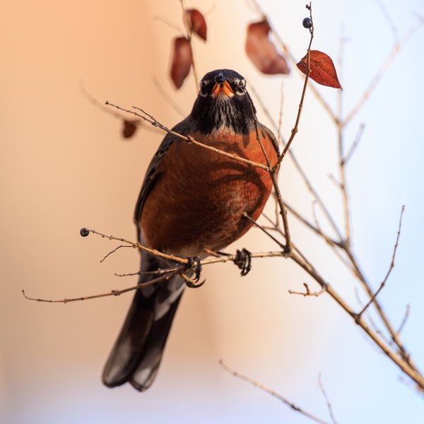 American Robin