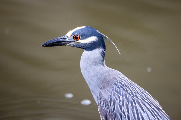 Yellow-crowned Night-Heron