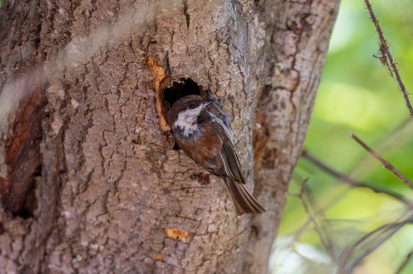 Chestnut-backed Chickadee