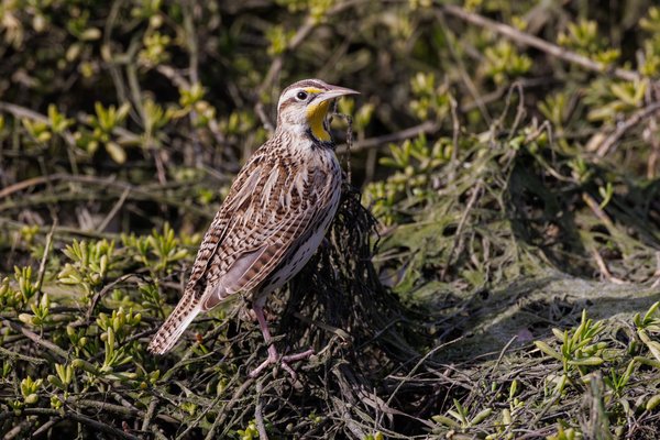 Western Meadowlark