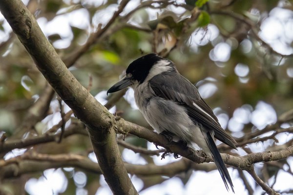 Grey Butcherbird
