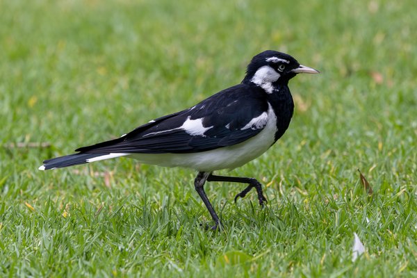 Magpie-lark