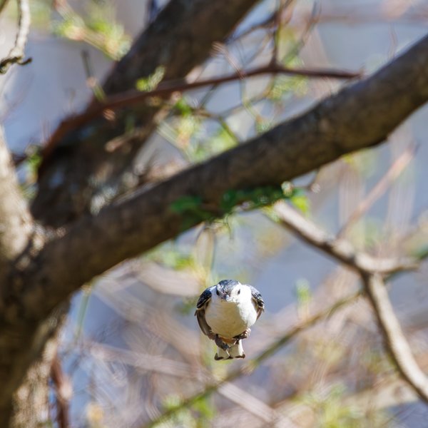 White-breasted Nuthatch