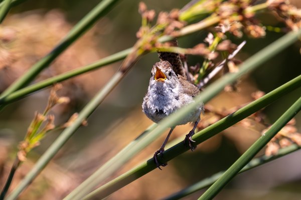 Marsh Wren